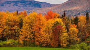 Bright orange, yellow, and red fall foliage covers the trees below forested Vermont mountains.